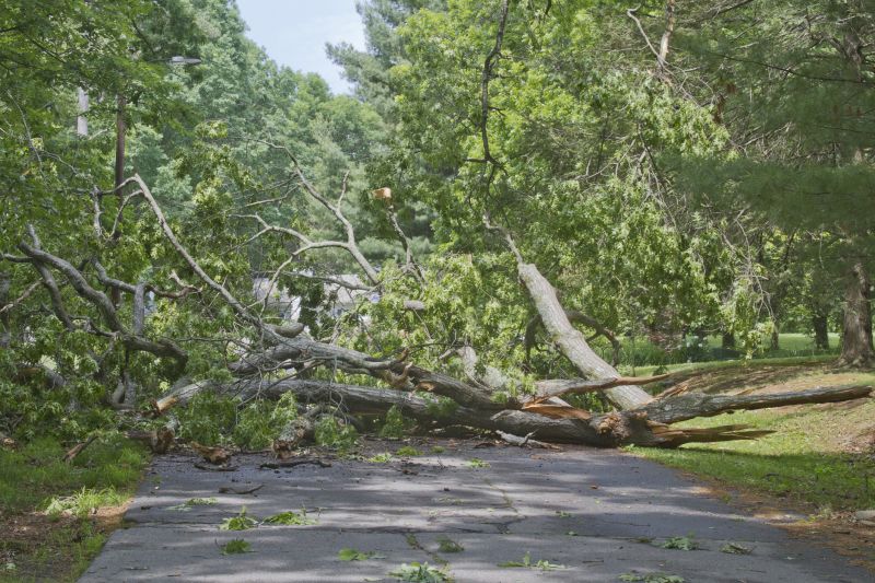 Fallen Tree on Roadway