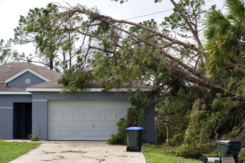 Fallen Tree on Driveway