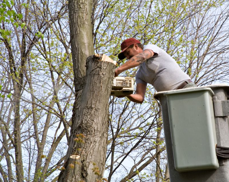 Tree Lopping Service detail