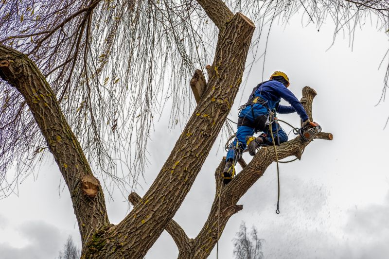 Safety Gear for Tree Trimming
