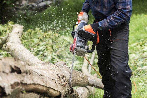 Cost of Branch Removal Service in Arroyo Grande