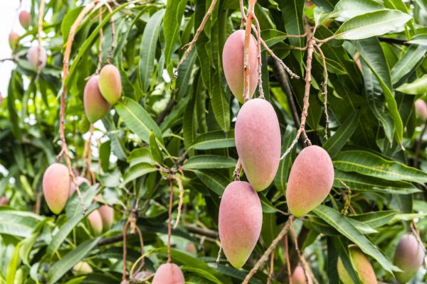 Mango Tree Pruning