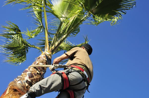 Palm Tree Trimming in Arroyo Grande