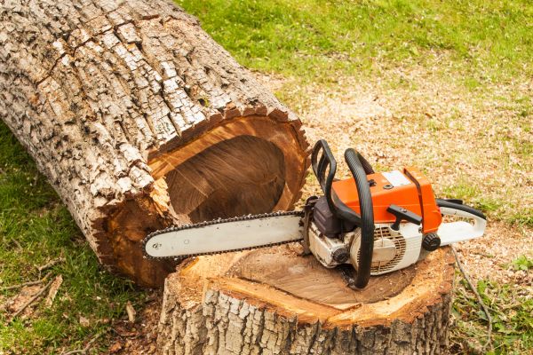 Tree Cutting Service in Arroyo Grande