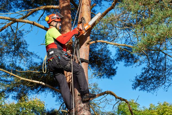 Tree Service in Arroyo Grande