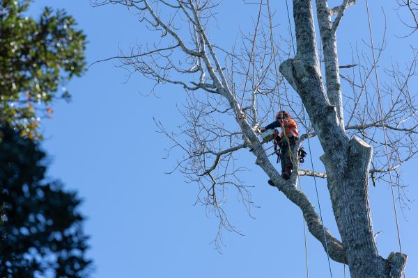 Cost of Tree Topping Service in Arroyo Grande