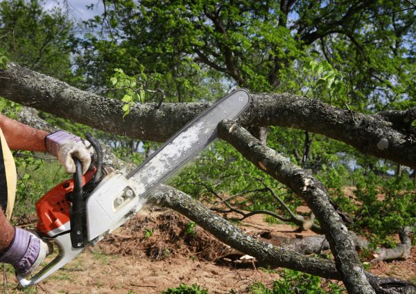 Tree Branch Cutting in Arroyo Grande