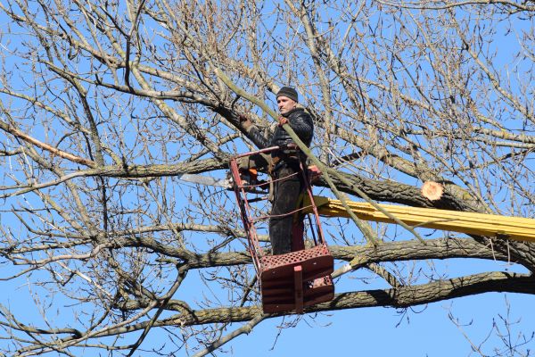 Emergency Tree Trimming in Arroyo Grande