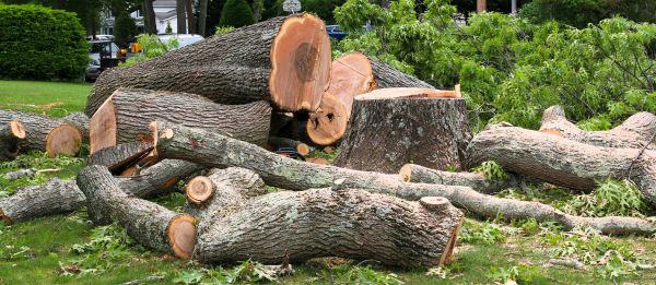 Tree Cutting And Removal