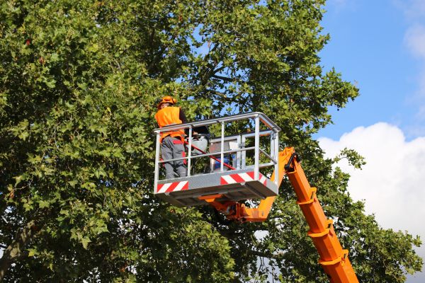 Commercial Tree Service in Arroyo Grande