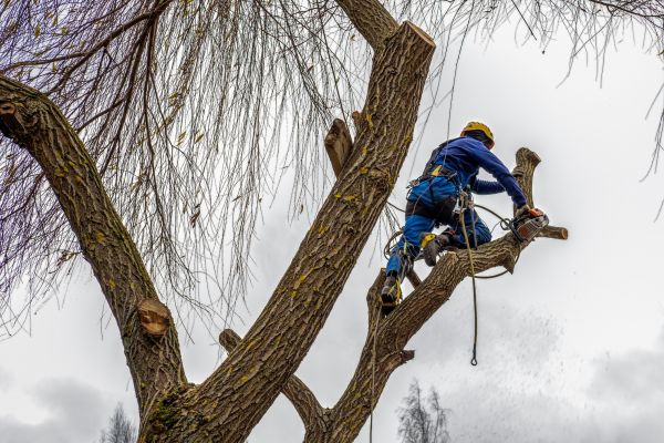 Tree Maintenance Service in Arroyo Grande
