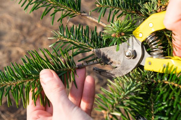 Pine Tree Pruning in Arroyo Grande