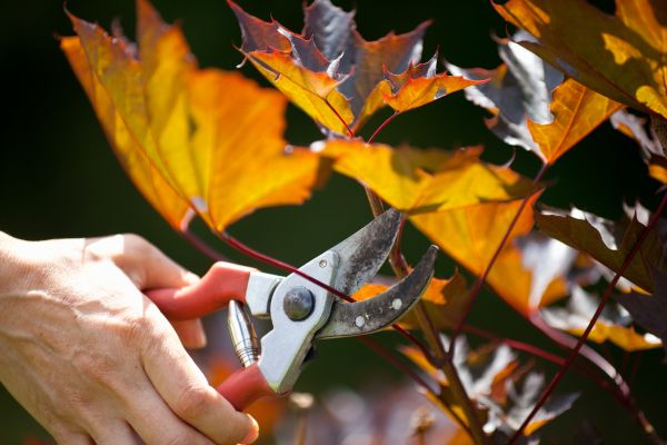 Cost of Maple Tree Pruning in Arroyo Grande