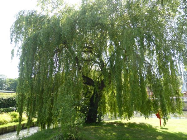Willow Tree Trimming in Arroyo Grande