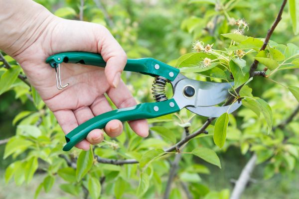 Cost of Pear Tree Pruning in Arroyo Grande