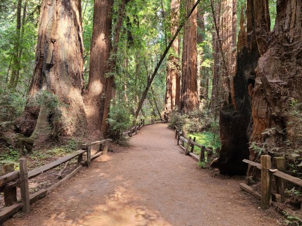 Cost of Redwood Tree Pruning in Arroyo Grande