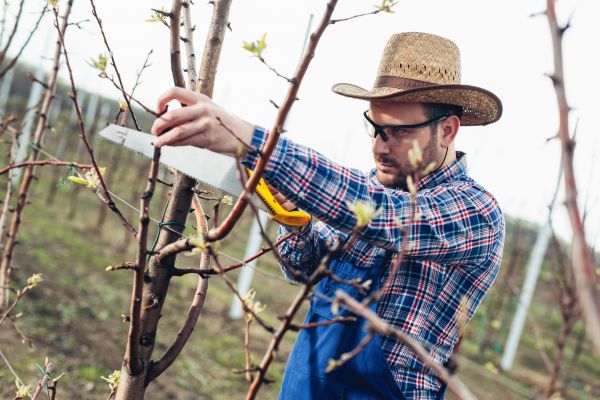Cost of Orchard Tree Pruning in Arroyo Grande