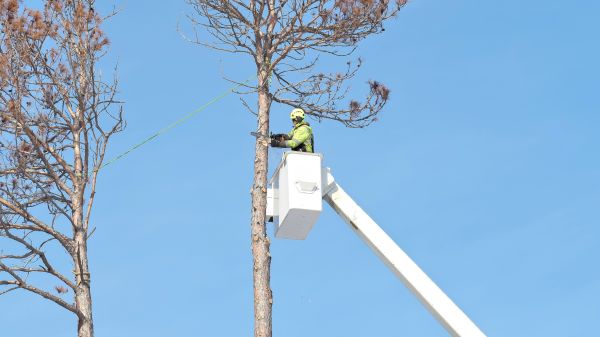 Business Tree Removal