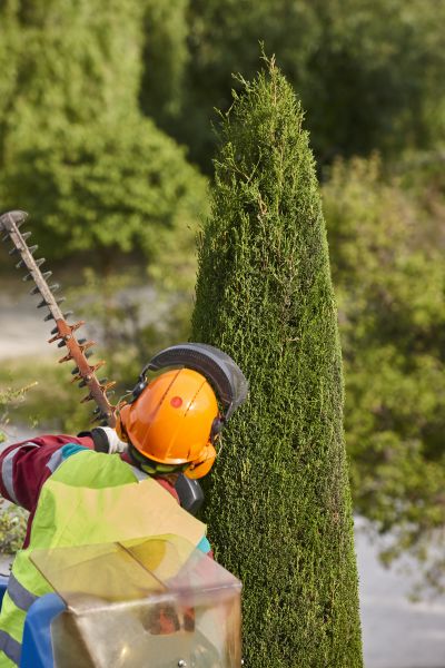 Cypress Tree Trimming in Arroyo Grande