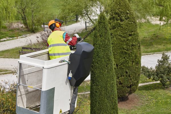 Cypress Tree Pruning in Arroyo Grande