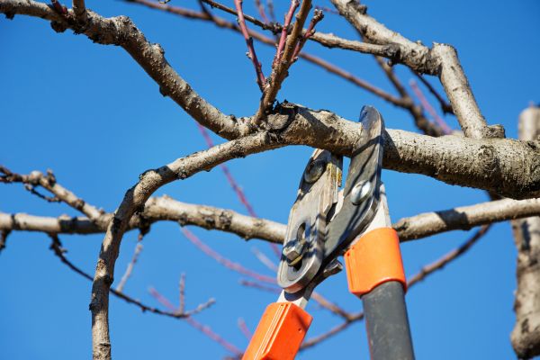 Cost of Elm Tree Pruning in Arroyo Grande
