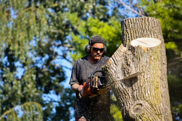 Cost of Ash Tree Pruning in Arroyo Grande