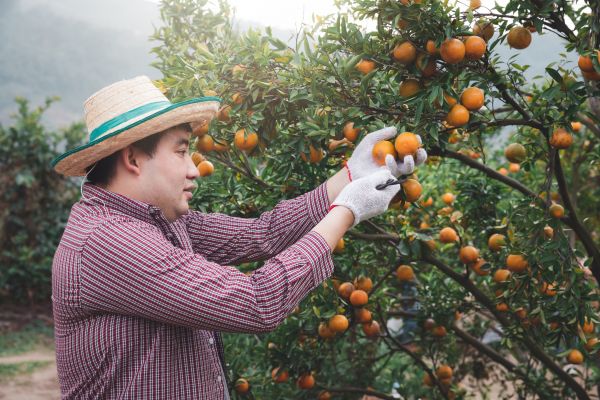Orange Tree Pruning in Arroyo Grande