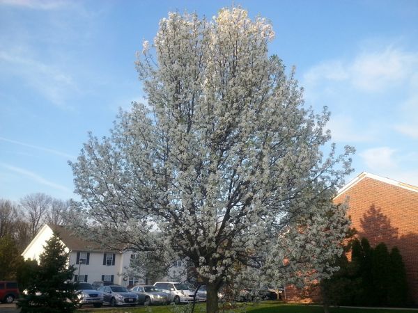 Bradford Pear Tree Pruning in Arroyo Grande