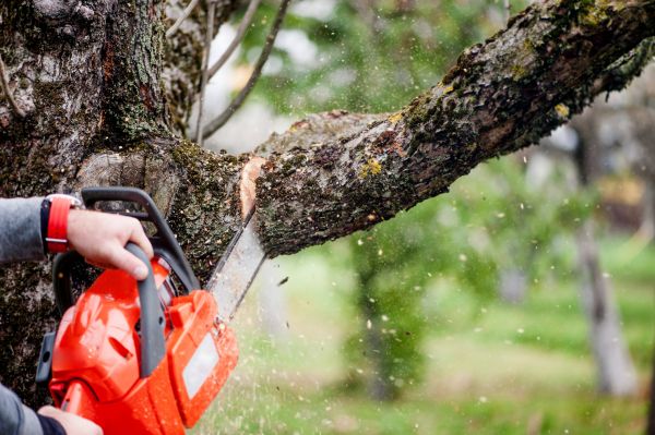 Branch Cutting Service in Arroyo Grande