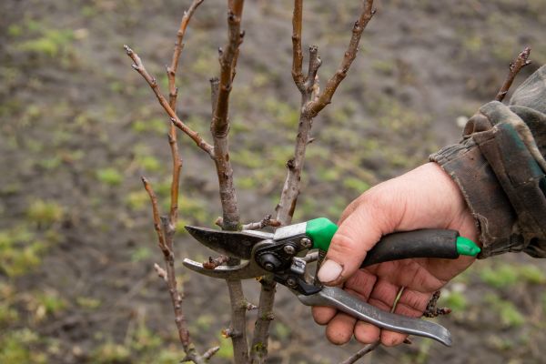 Cost of Pear Trees Pruning in Arroyo Grande