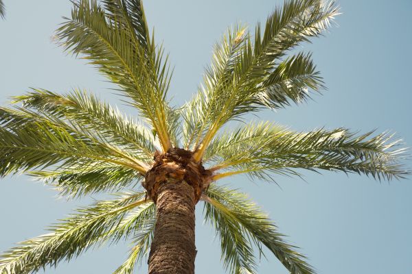 Cost of Queen Palm Pruning in Arroyo Grande