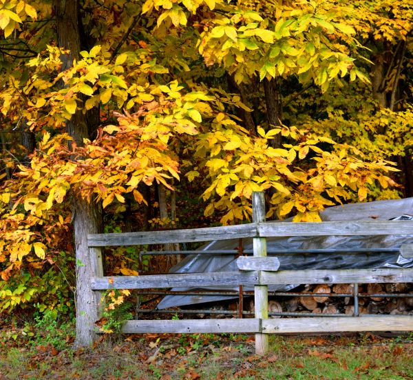 Cost of Hickory Tree Pruning in Arroyo Grande