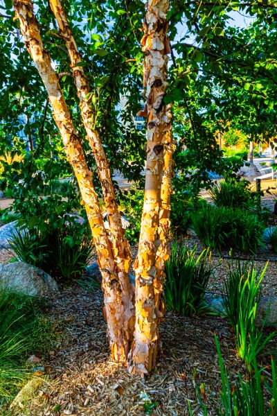 River Birch Trimming in Arroyo Grande