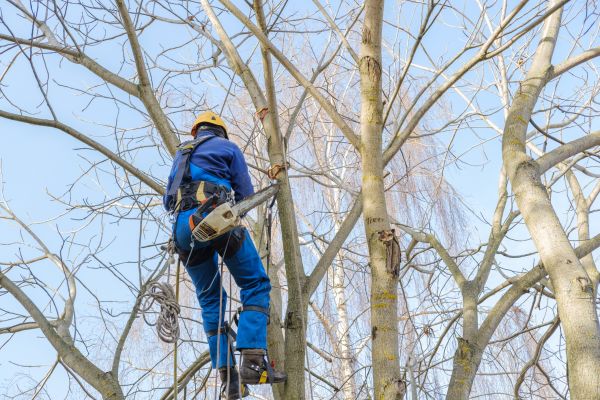 Large Tree Trimming in Arroyo Grande