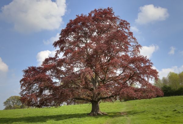 Beech Tree Pruning in Arroyo Grande
