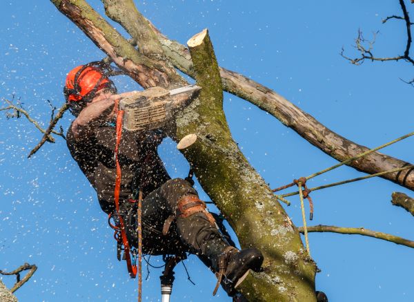 Tree Trimming Service in Arroyo Grande