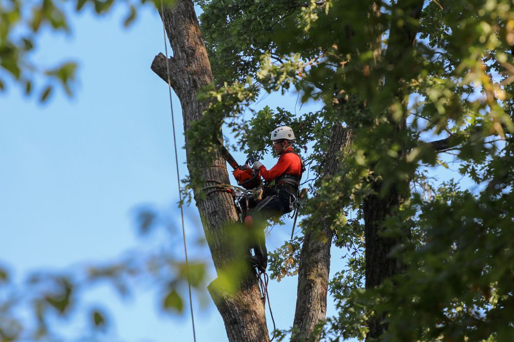 Commercial Tree Removal